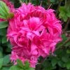 2ft Deciduous Azalea 'Homebush' | 5L Pot -Pot Shop PL301205L main image d662
