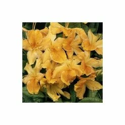 2ft Deciduous Azalea 'Klondyke' | 5L Pot
