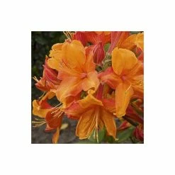 2ft Deciduous Azalea 'Golden Eagle' | 5L Pot - Azalea mollis 'Golden Eagle'