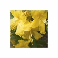 Pot Shop -Pot Shop PL301395L add image 1 ed48