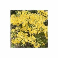 Pot Shop 2 2ft Deciduous Azalea 'Anneke' | 5L Pot - Azalea mollis 'Anneke'