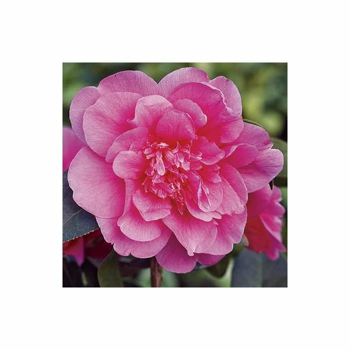 3ft Camellia 'Anticipation' | 4L | Camellia williamsii 4 3ft Camellia 'Anticipation' | 4L | Camellia williamsii - Image 2