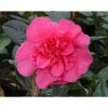 3ft Camellia 'Anticipation' | 4L | Camellia williamsii -Pot Shop PL30148 main image 96ad
