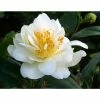 3ft Camellia 'Silver Anniversary' | 4L | Camellia japonica -Pot Shop PL30149 main image 4f28