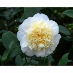 3ft Camellia 'Brushfield's Yellow' | 4L | Camellia japonica
