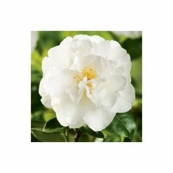 3ft Camellia 'Swan Lake' | 4L | Camellia japonica -Pot Shop PL30151 add image 1 d4d8