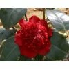 3ft Camellia 'Ruby Wedding' | 4L | Camellia x williamsii -Pot Shop PL30157 main image 71a2
