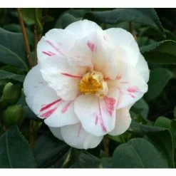 3ft Camellia 'Lady Vansittart' | 4L | Camellia japonica