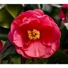 3ft Camellia 'Dr King' | 4L | Camellia japonica -Pot Shop PL30159 main image 6426