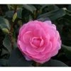 3ft Camellia 'EG Waterhouse' | 4L | Camellia japonica -Pot Shop PL30160 main image ada2