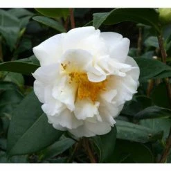 3ft Camellia 'ETR Carlyon' | 4L | Camellia japonica