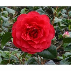 3ft Camellia 'Les Jury' | 4L | Camellia japonica
