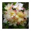 2ft Deciduous Azalea 'Cannons Double' | 5L Pot 1 2ft Deciduous Azalea 'Cannons Double' | 5L Pot -Pot Shop PL30167 main image 9a9e