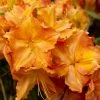 2ft Deciduous Azalea 'Firework' | 5L Pot -Pot Shop PL30169 main image a7a6