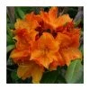 2ft Deciduous Azalea 'Glowing Embers' | 5L Pot -Pot Shop PL30170 main image f9d1