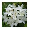 2ft Deciduous Azalea 'Viscosum' | 5L Pot -Pot Shop PL30176 main image 43cc