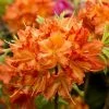 2ft Deciduous Azalea 'Doloroso' | 5L Pot -Pot Shop PL30177 main image 0e01