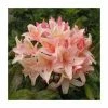 2ft Deciduous Azalea 'Chanel' | 5L Pot -Pot Shop PL30178 main image 10ec