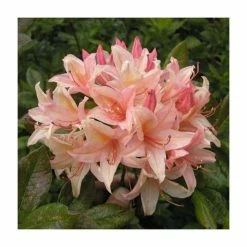 2ft Deciduous Azalea 'Chanel' | 5L Pot