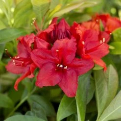 2ft Deciduous Azalea 'Nabucco' | 5L Pot