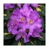 Rhododendron 'Goldflimmer' -Pot Shop PL30256 main image f84b