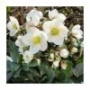 2ft Helleborus 'Frosty®' | 4.5L Pot | Helleborus Gold Collection® 1 2ft Helleborus 'Frosty®' | 4.5L Pot | Helleborus Gold Collection® -Pot Shop PL50103 main image 1c9f