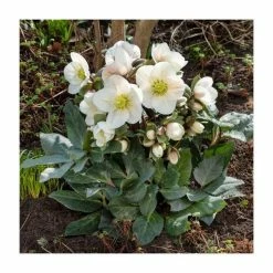 2ft Helleborus 'Frosty®' | 4.5L Pot | Helleborus Gold Collection® -Pot Shop PL50103 rollover image ddf8