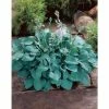 Hosta 'Blue Cadet' -Pot Shop PL503745 main 1dc9