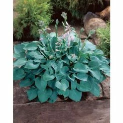 Hosta 'Blue Cadet'