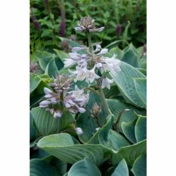 Hosta 'Halcyon' | 5L Pot