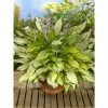 Hosta 'Lady Guinevere' -Pot Shop PL503761 main 936a