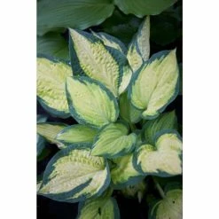 Hosta 'Orange Marmalade' | 5L Pot