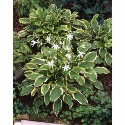 Hosta 'So Sweet'