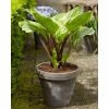 Hosta 'Sorbet' | 5L Pot -Pot Shop PL503776 main 021c
