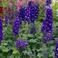 Delphinium 'Magic Fountain Dark Blue White Bee'
