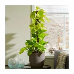 Scindapsus 'Golden Queen' on Moss Pole | Devil's Ivy | 4L Pot