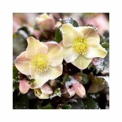 2ft Helleborus 'Cinnamon Snow' | 4.5L Pot | Helleborus Gold Collection® 7 2ft Helleborus 'Cinnamon Snow' | 4.5L Pot | Helleborus Gold Collection® -Pot Shop PL52006 add image 1 d9fd