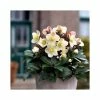 2ft Helleborus 'Cinnamon Snow' | 4.5L Pot | Helleborus Gold Collection®