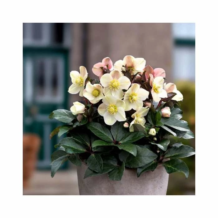 2ft Helleborus 'Cinnamon Snow' | 4.5L Pot | Helleborus Gold Collection® 3 2ft Helleborus 'Cinnamon Snow' | 4.5L Pot | Helleborus Gold Collection®