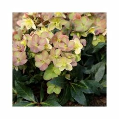2ft Helleborus 'Marlon' | 4.5L Pot | Helleborus Gold Collection®