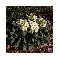 2ft Helleborus 'Ice Breaker® Max' | 4.5L Pot | Helleborus Gold Collection® 8 2ft Helleborus 'Ice Breaker® Max' | 4.5L Pot | Helleborus Gold Collection® -Pot Shop PL52011 add image 1 c043