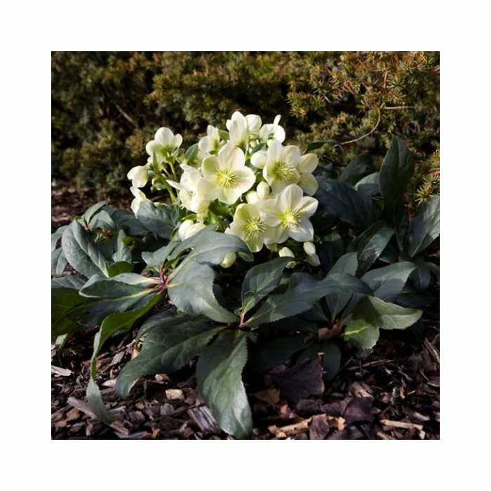 2ft Helleborus 'Ice Breaker® Max' | 4.5L Pot | Helleborus Gold Collection® 4 2ft Helleborus 'Ice Breaker® Max' | 4.5L Pot | Helleborus Gold Collection® - Image 2