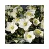 2ft Helleborus 'Ice N' Roses® White' | 4.5L Pot | Helleborus Gold Collection® -Pot Shop PL52018 main image d82c