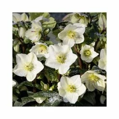 2ft Helleborus 'Ice N' Roses® White' | 4.5L Pot | Helleborus Gold Collection®