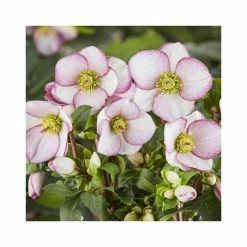 2ft Helleborus 'Ice N' Roses® Picotee' | 4.5L Pot | Helleborus Gold Collection®