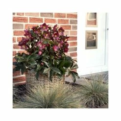 2ft Helleborus 'Ice N' Roses® Red' | 4.5L Pot | Helleborus Gold Collection®