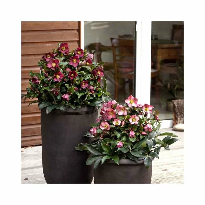 2ft Helleborus 'Ice N' Roses® Rose' | 4.5L Pot | Helleborus Gold Collection® 6 2ft Helleborus 'Ice N' Roses® Rose' | 4.5L Pot | Helleborus Gold Collection® - Image 4