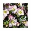 2ft Helleborus 'Ice N' Roses® Rose' | 4.5L Pot | Helleborus Gold Collection® 1 2ft Helleborus 'Ice N' Roses® Rose' | 4.5L Pot | Helleborus Gold Collection® -Pot Shop PL52022 main image 37b1