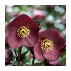 2ft Helleborus 'Ice N' Roses® Brunello' | 4.5L Pot | Helleborus Gold Collection®