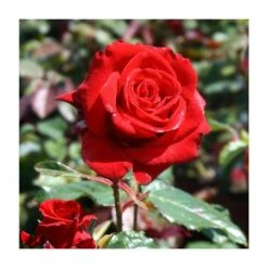 Pot Shop 37 'Happy Ruby Wedding' Bush Rose - 5.5L Pot
